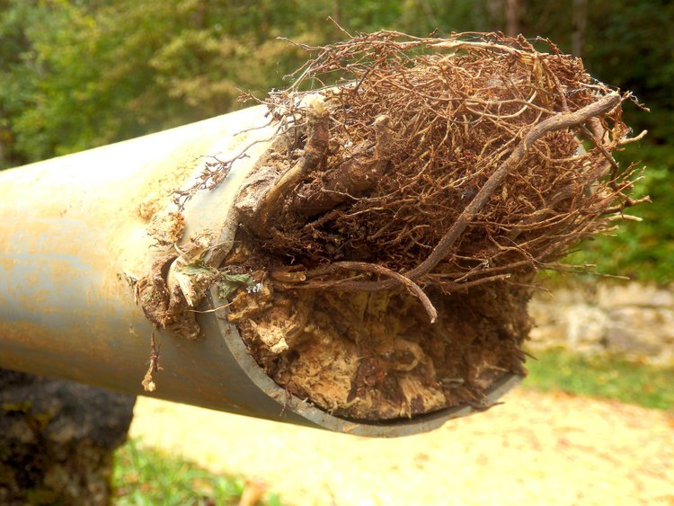 Tree Root Removal in Sewer Lines Ottawa